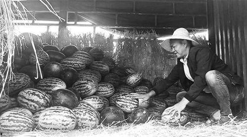 鹤山吃瓜群众事件