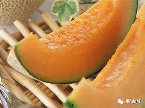 吃瓜群众 哈密瓜,哈密瓜的甜蜜诱惑