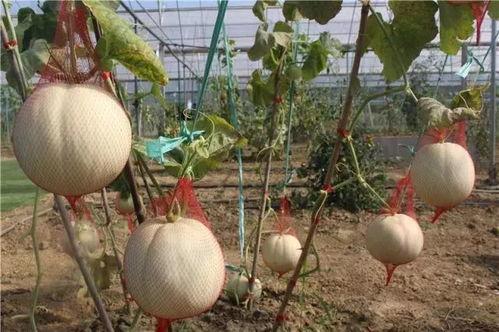 吃瓜捕乐,揭秘娱乐圈幕后故事