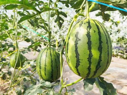 网上那些吃瓜资源在哪里,一网打尽热门八卦资讯