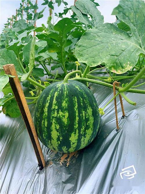 吃瓜上大号,揭秘网络热词“吃瓜上大号”背后的故事