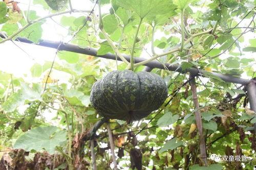 开启吃瓜系统,开启吃瓜系统，带你领略娱乐热点背后的真相