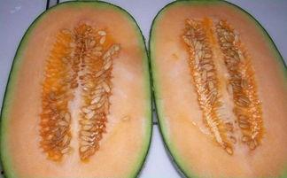 吃哈密瓜没味道,探寻甜蜜背后的秘密