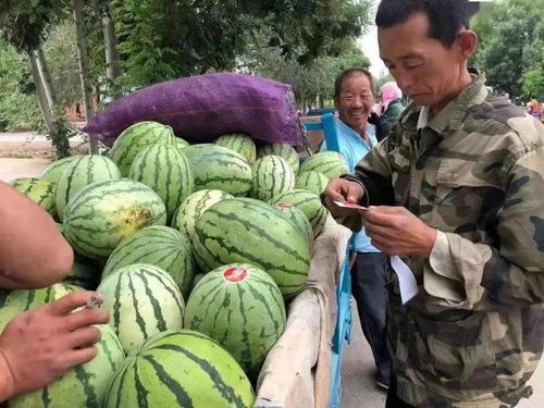 陶湾吃瓜比赛,一场别开生面的吃瓜盛宴