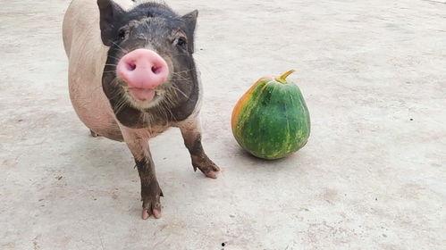 吃小猪的瓜,揭秘吃小猪瓜背后的故事与真相