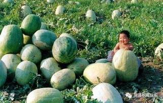 山东美术吃瓜,吃瓜群众眼中的艺术盛宴