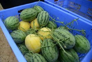 瓜地吃瓜群,揭秘网络社交圈的趣味与智慧