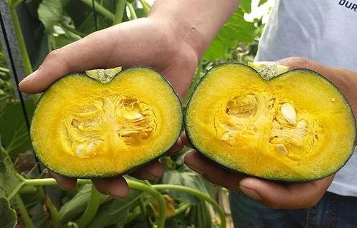 吃小瓜好消化吗,揭秘夏日消暑美食的神奇功效