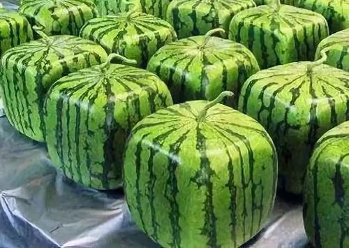 吃瓜如何理解,揭秘网络舆论背后的真相