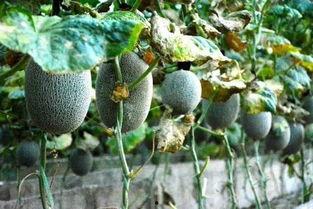 吃瓜群众看紫薇,吃瓜群众视角下的宫廷秘事