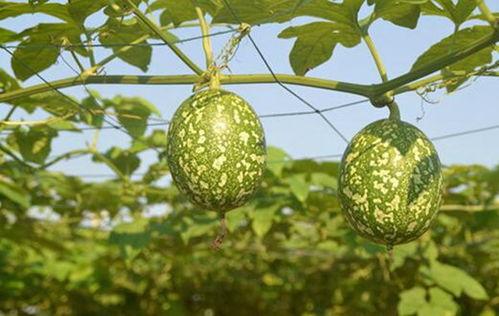 吊瓜老了可以吃吗,吊瓜成熟后的食用价值与食用方法解析