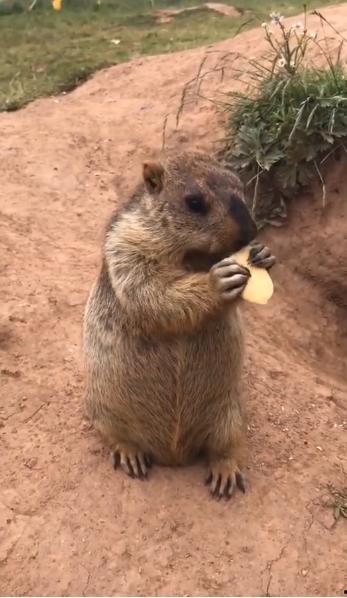 躲在墙角吃瓜的土拨鼠,揭秘土拨鼠的悠闲生活