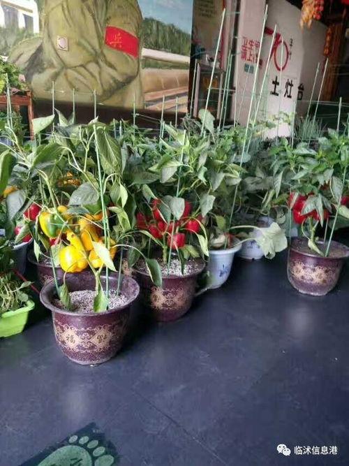 灶台上吃瓜,家常美食的温馨时光