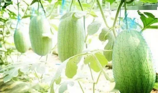 达姆吃瓜,揭秘娱乐圈的甜蜜与苦涩