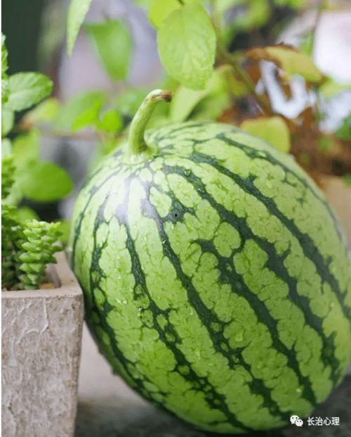 吃瓜是一种什么心理现象