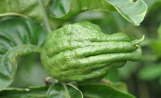 佛手瓜叶子怎么吃,佛手瓜叶子的多样食用方法探索