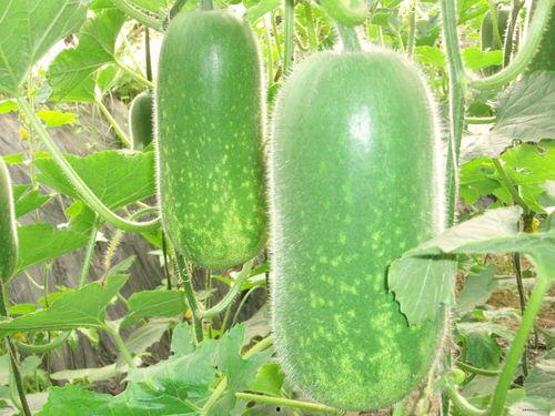 吃瓜456,一场网络热词的狂欢之旅