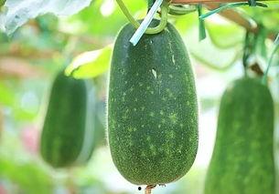 减肥可以吃瓜新鲜瓜吗,这些新鲜瓜果可以放心享用