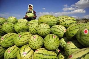 吃硒砂瓜上火,适量食用防上火