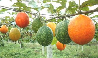 吊瓜炒着怎么吃,家常美味吊瓜炒的多样吃法探索