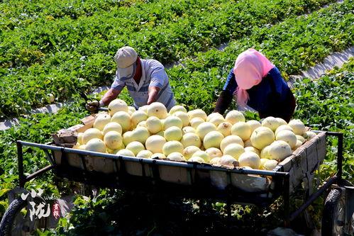 民勤吃瓜,探寻瓜乡的独特魅力
