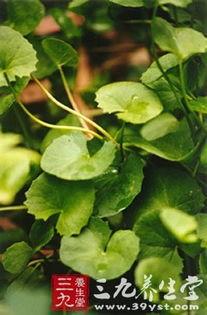 白云瓜叶子怎么吃,白云瓜叶子的多样食法探索