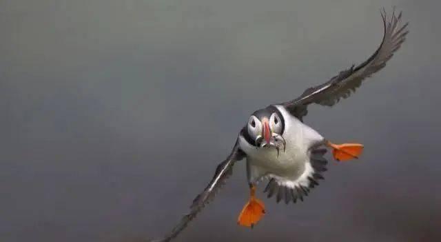 躺平吃瓜的飞翔,飞翔人生新篇章