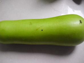 吃葫芦瓜喝茶好吗,健康搭配的养生之道