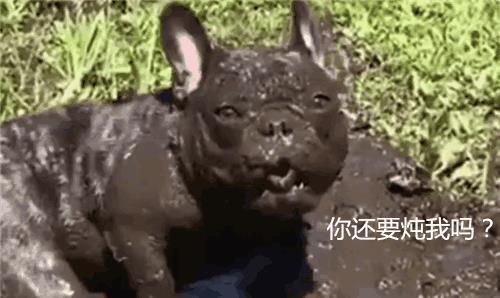 老猪吃瓜配音片段视频,笑料横生配音片段大盘点