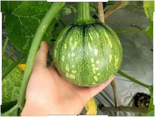 小钢炮吃瓜,揭秘娱乐圈背后的那些事儿