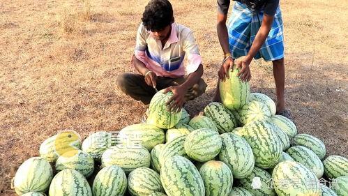 印度吃瓜,吃瓜群众的狂欢盛宴