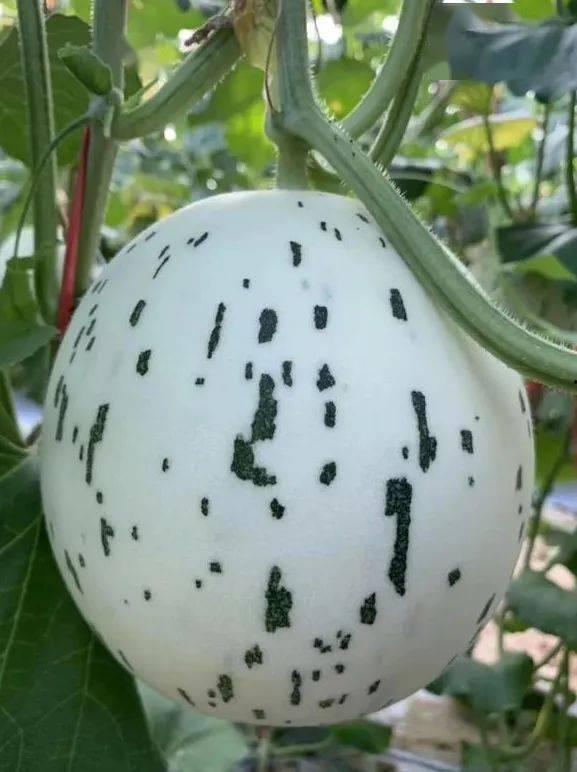 251吃瓜怎么没了,揭秘其神秘消失之谜