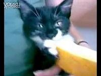 吃哈密瓜小猫,哈密瓜诱惑下的萌宠美食之旅