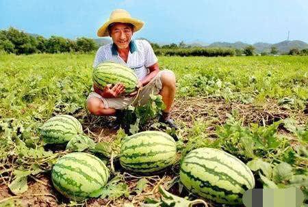 朱元璋瓜地吃瓜,从瓜农到帝王的逆袭之路