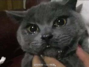 吃瓜看见猫,吃瓜群众意外目睹猫咪萌态瞬间