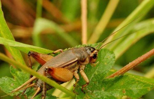 什么昆虫吃瓜,揭秘瓜类作物上的食瓜昆虫